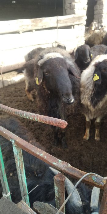 Қошқар сатам екі бас 100000мын 70000 мын келісім бар