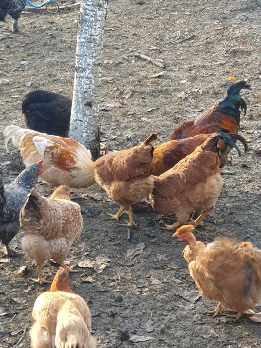 Pers fiz Vand cocosi