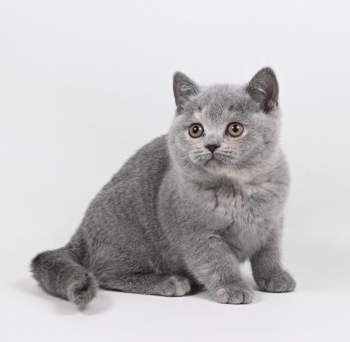 Pisicuța British  Shorthair   blue cream tortie cu pedigree