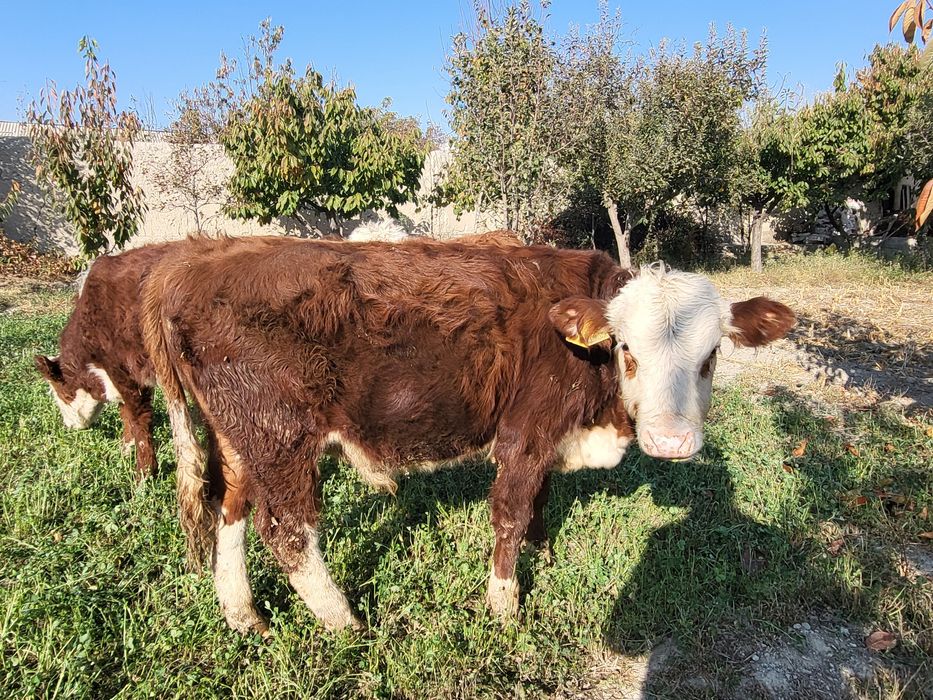 Гренфорд зоти тозаси