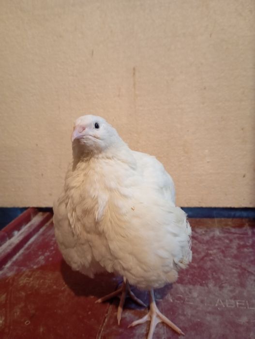 Prepelițe Polare/Jumbo Gold