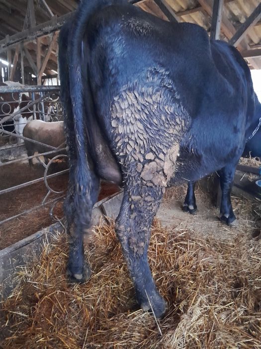 Junică Bălțată de vânzare