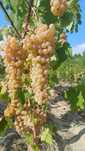 Vănd struguri albi de vin
