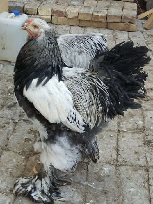 Тёмни пух хурозла сотилади.