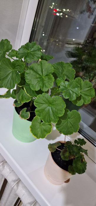 Цветок комнатный, герань.