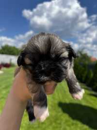 Vand Shih Tzu Rasa Pura