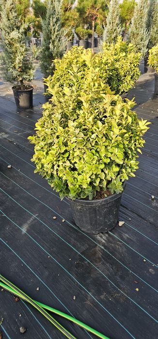 Tuia prunus  brazi verzi si argintii și alte varietăți