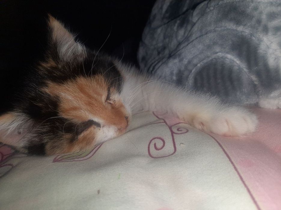 Отдам котят только добрым