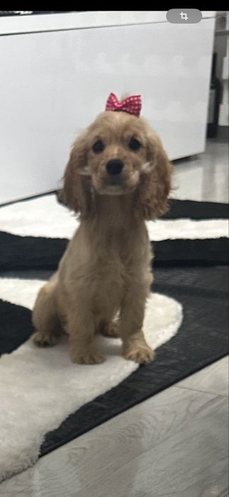 Cocker Spaniel – 2 luni, 2 vaccinuri, 2 deparazitări