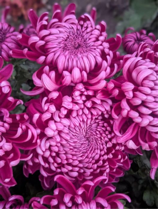 Хризантеми многогодишни и студоустойчиви