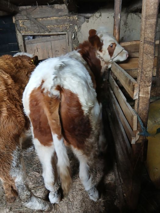 De vînzare taur și vitică