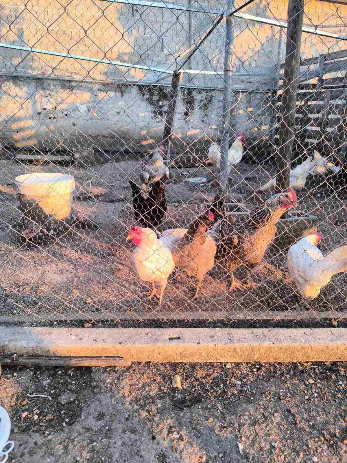 Продавам различни породи кокошки