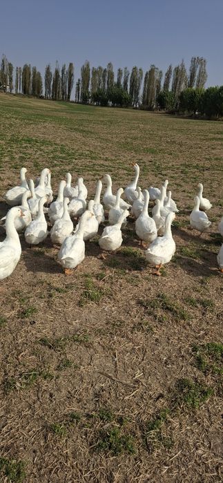 Продаются гуси 45 шт