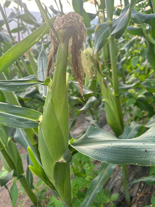 Porumb zaharat DESERT