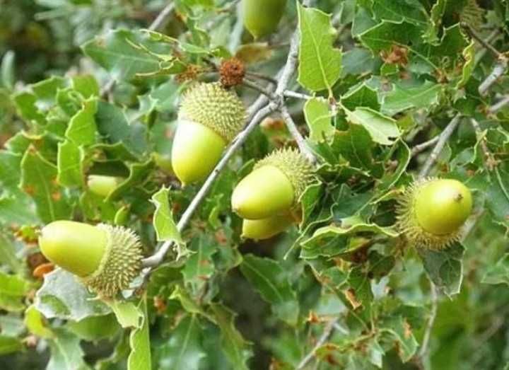 Билка Пърнар(лекува бъбречни заболявания, камъни в бъбреците, инфекции