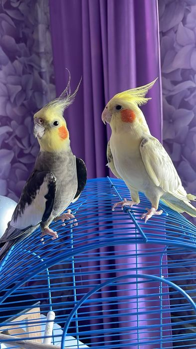 Попугаи Карелы продам