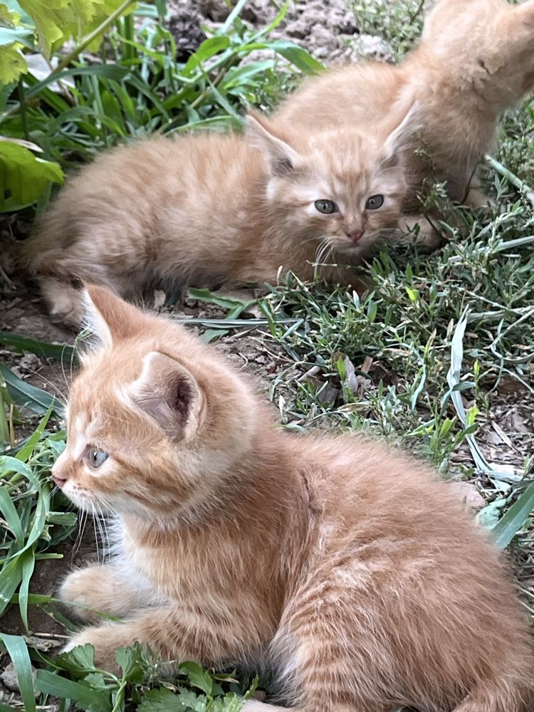 Котята, марғаулар