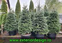 Brazi argintii verzi normandian, plante ornamentale etc