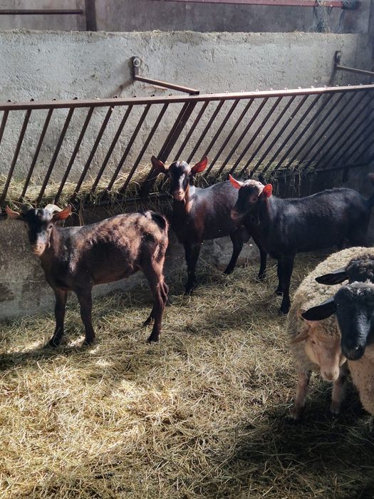 Se vinde 3 tapi murciana granadina