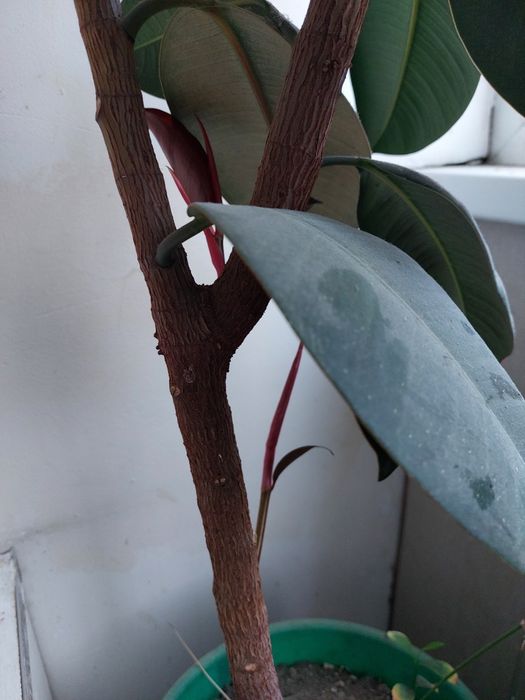 Фикус арзон сотилади