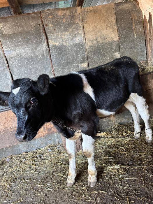 De vânzare vaci plus vitel