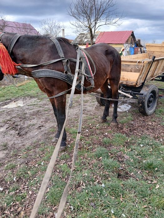 Avem mâncare de șapte ani foarte bun la Ham numai la privat avem un ca