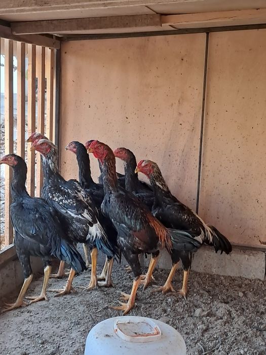 Дакан хўрозлар зоти тоза