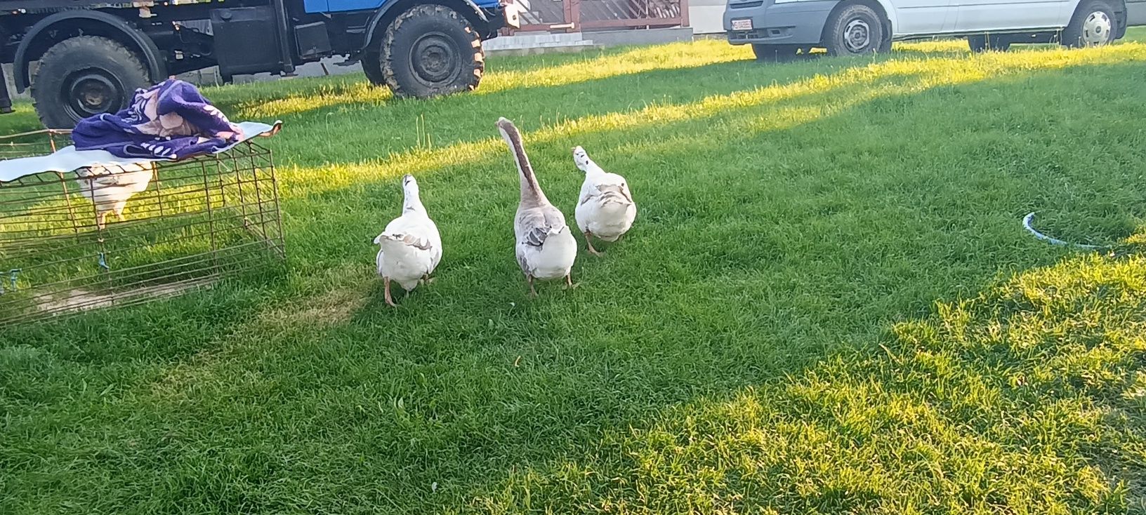 Vand 3 gaste adulte si 3 boboci