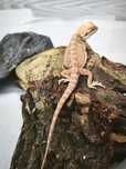 Agama cu barbă (Pogona Vitticeps)