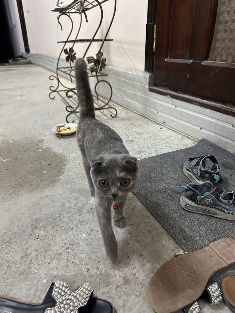 Scottish Fold зоти тоза мушук сотилади