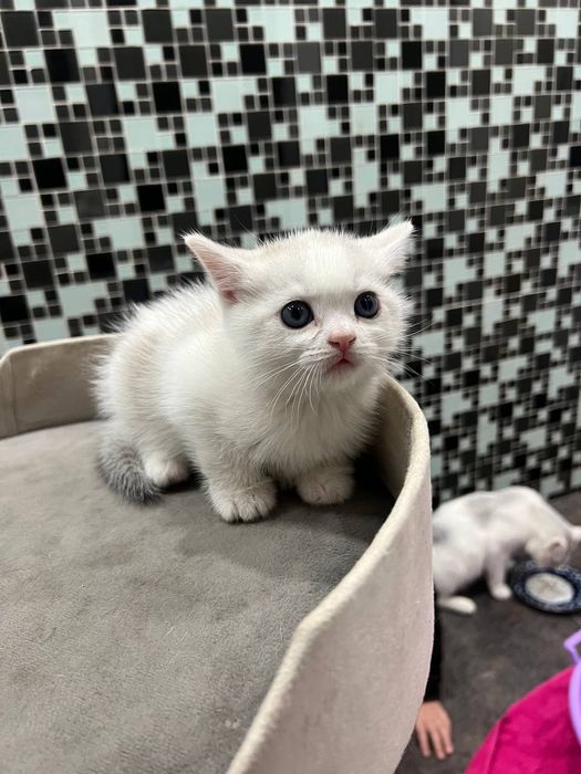 Породыстый котенек