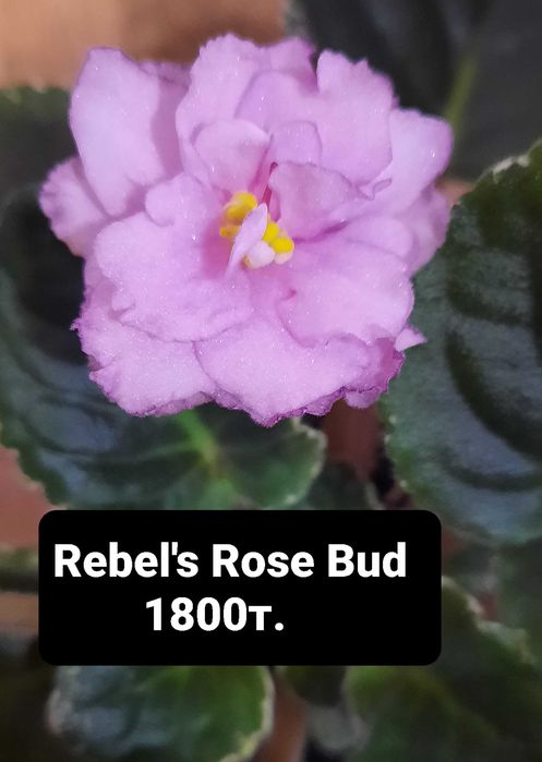 фиалки цветущие сортовые