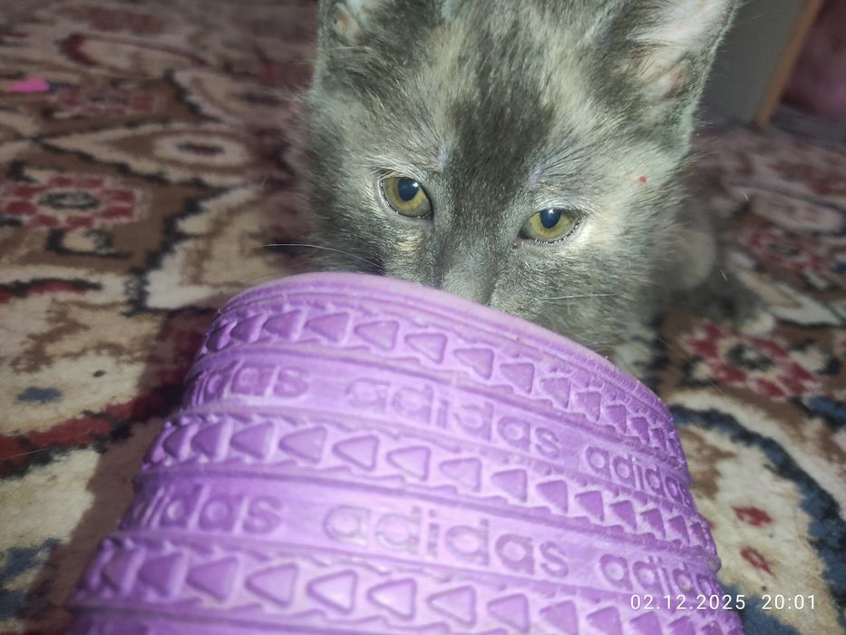 Котёнок девочка милая