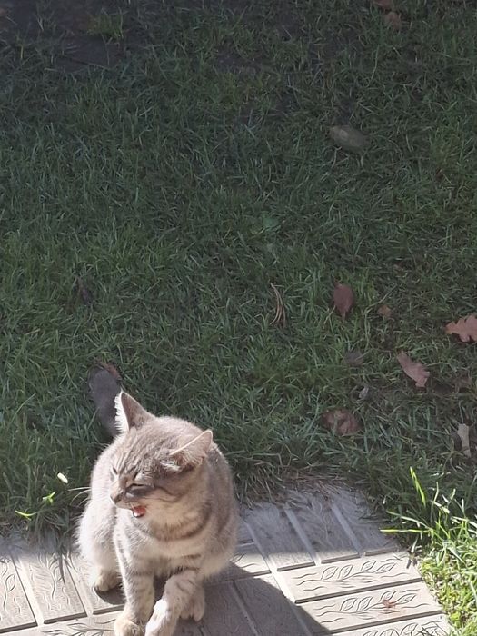 Котята отдам бесплатно
