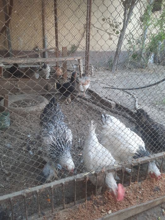 Товуклар сотилади