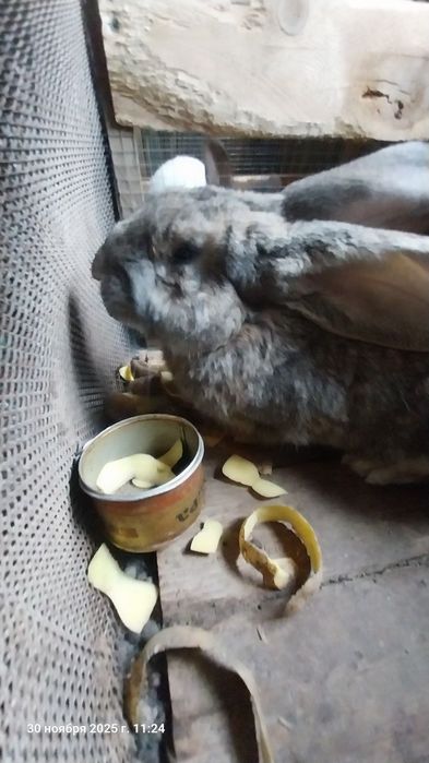 Кролик домашний хороший породы, срочно