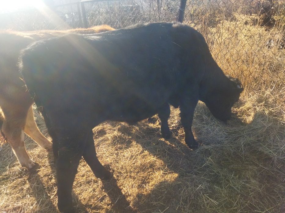 Продам быков две головы