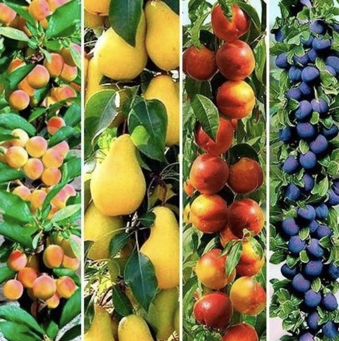 Pomi fructiferi columnari Anul 4 pe rod