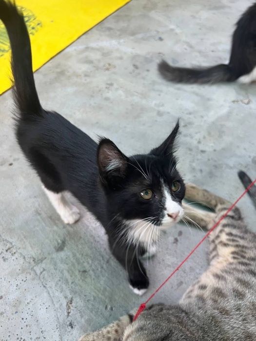 Бесплатно котята в добрые руки