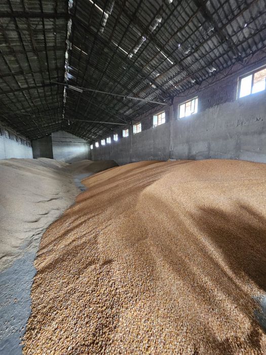 Vând porumb boabe recolata 2025