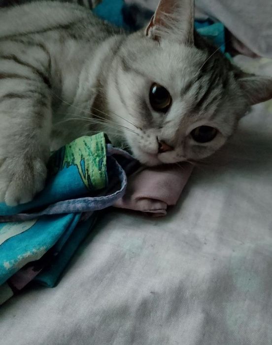 Продам Британскую Короткошерстную