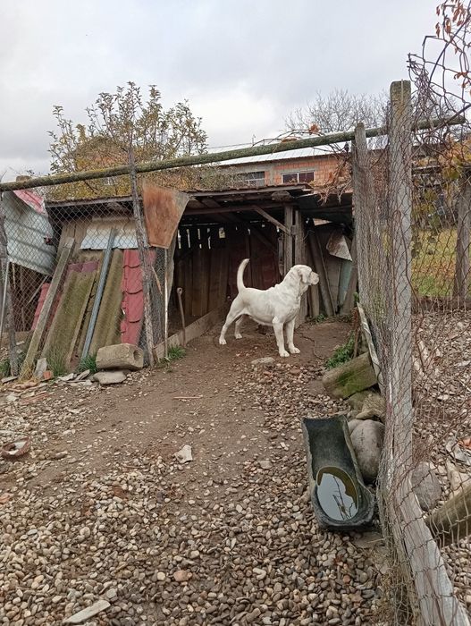 Femelă disponibilă