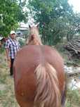 Vând iapă sau schimb