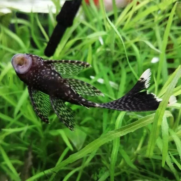 Мечиносцы, Моллинезии,Гуппи,Сомики Анциструсы и др Мирные рыбки.