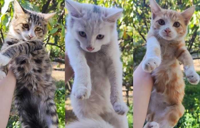 Котята в хорошие руки, бесплатно