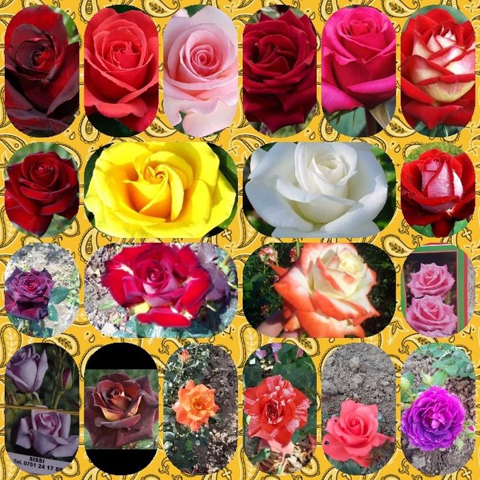 En gross  Oferta de toamna 2025 Trandafiri butasi de vanzare