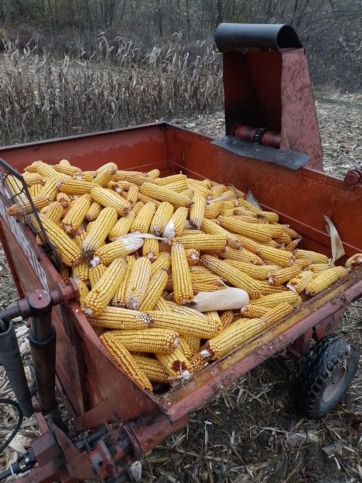 Porumb știuleți de vânzare