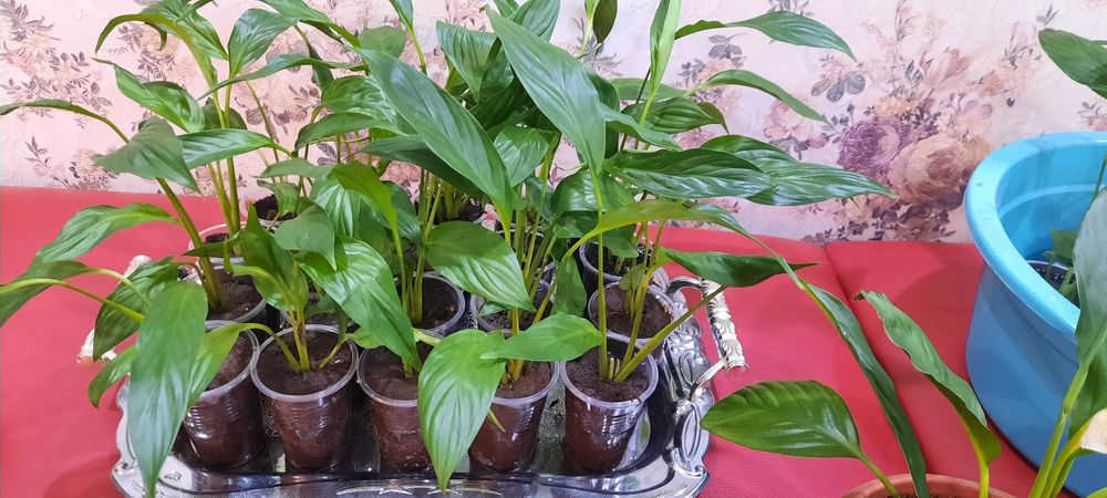 Продам комнатные цветы