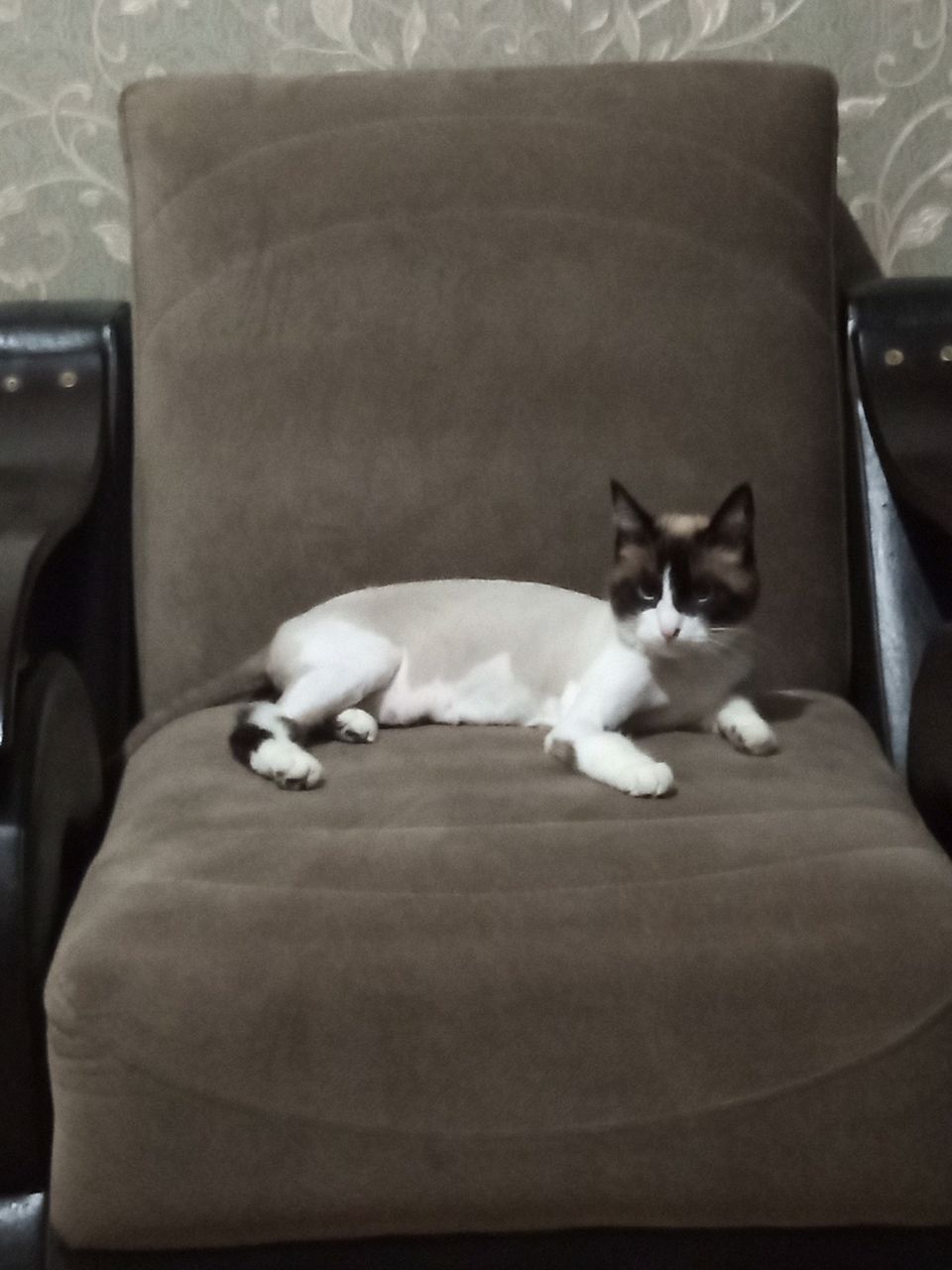 Кошке Люси нужен новый дом