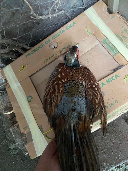 Монголски фазани ( пръстенчат фазан ) Ловен фазан